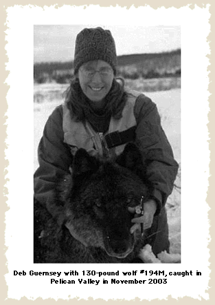 Deb Guernsey, Yellowstone Wolf Project Team member